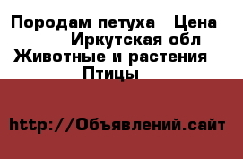 Породам петуха › Цена ­ 500 - Иркутская обл. Животные и растения » Птицы   
